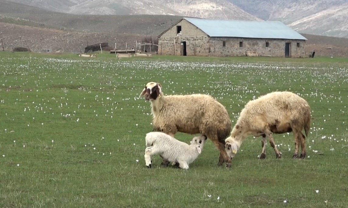 Muş Ovası kuzular ile şenlendi 1