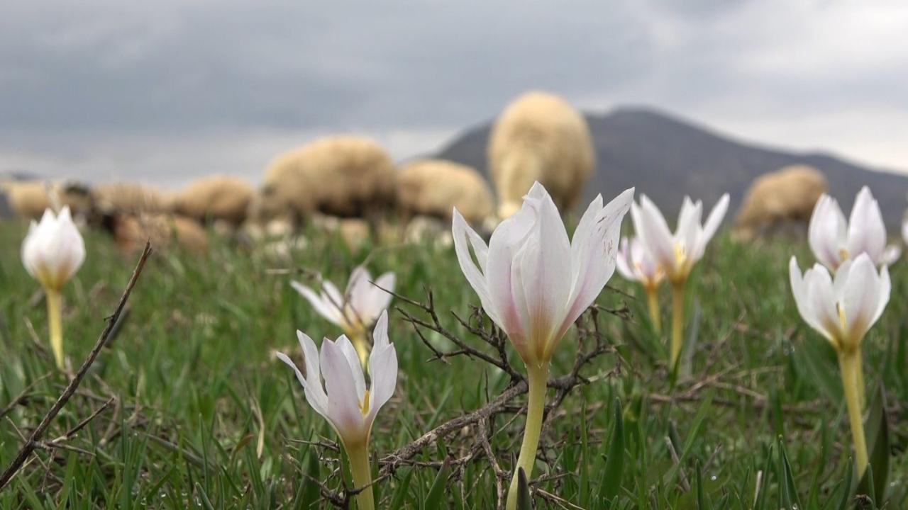 Muş Ovası kuzular ile şenlendi 7