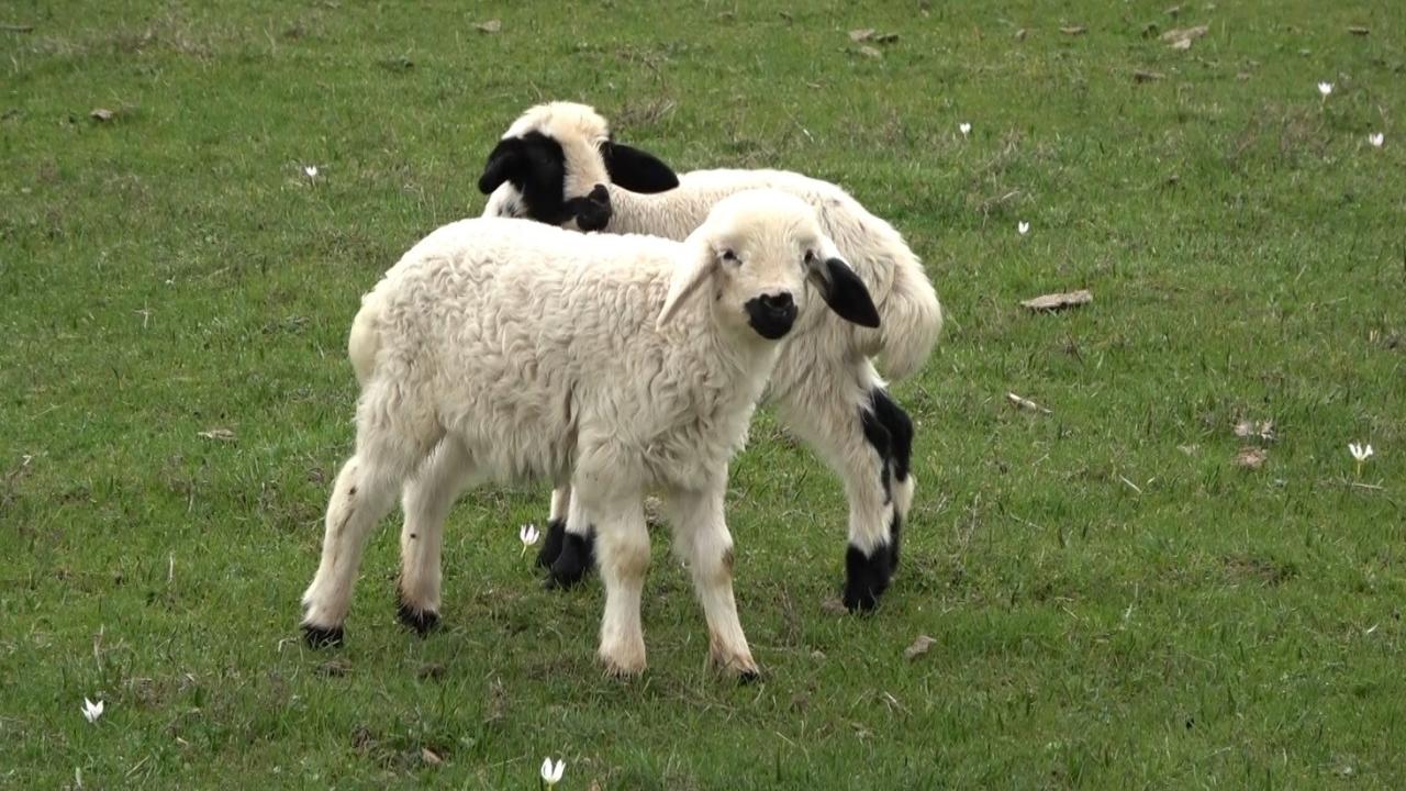 Muş Ovası kuzular ile şenlendi 3