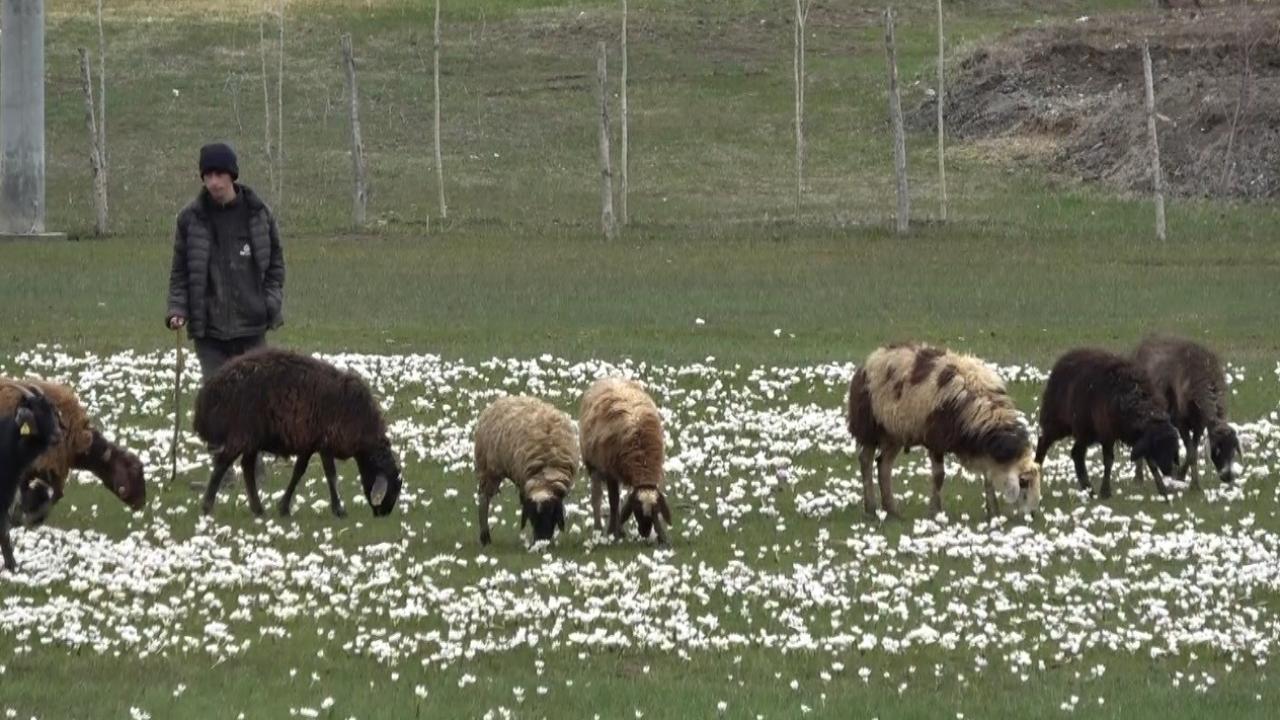 Muş Ovası kuzular ile şenlendi 4