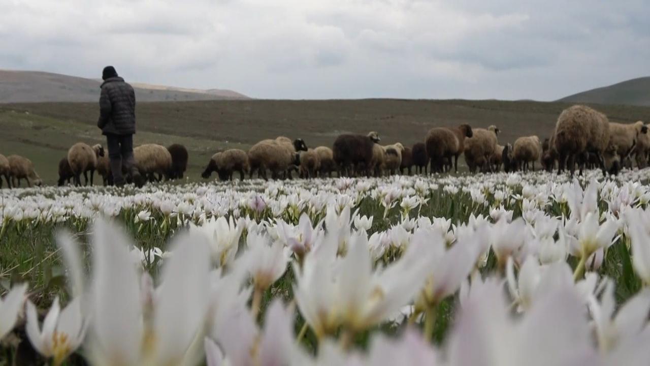 Muş Ovası kuzular ile şenlendi 5