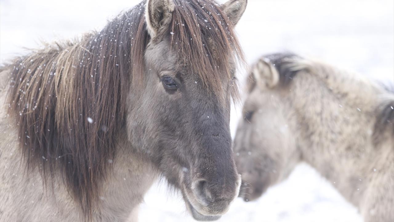 Onlar özgürlüğün simgesi... 1