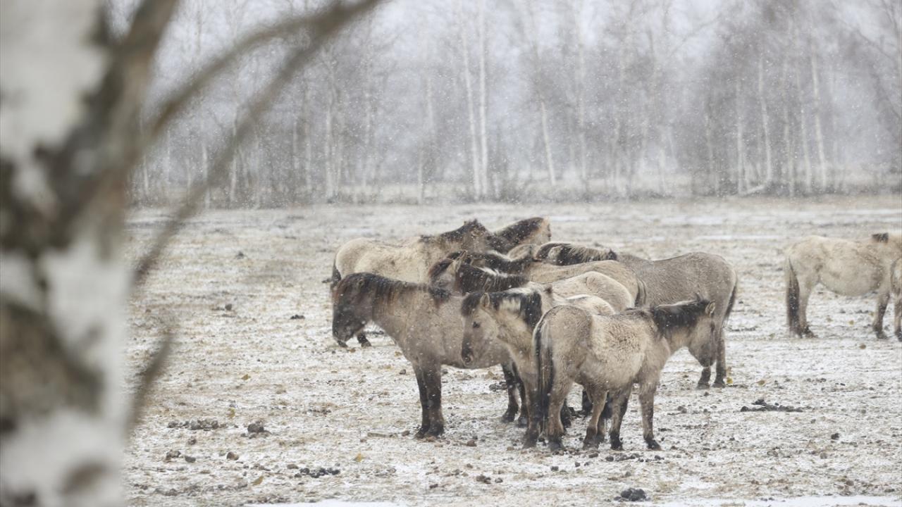 Onlar özgürlüğün simgesi... 14