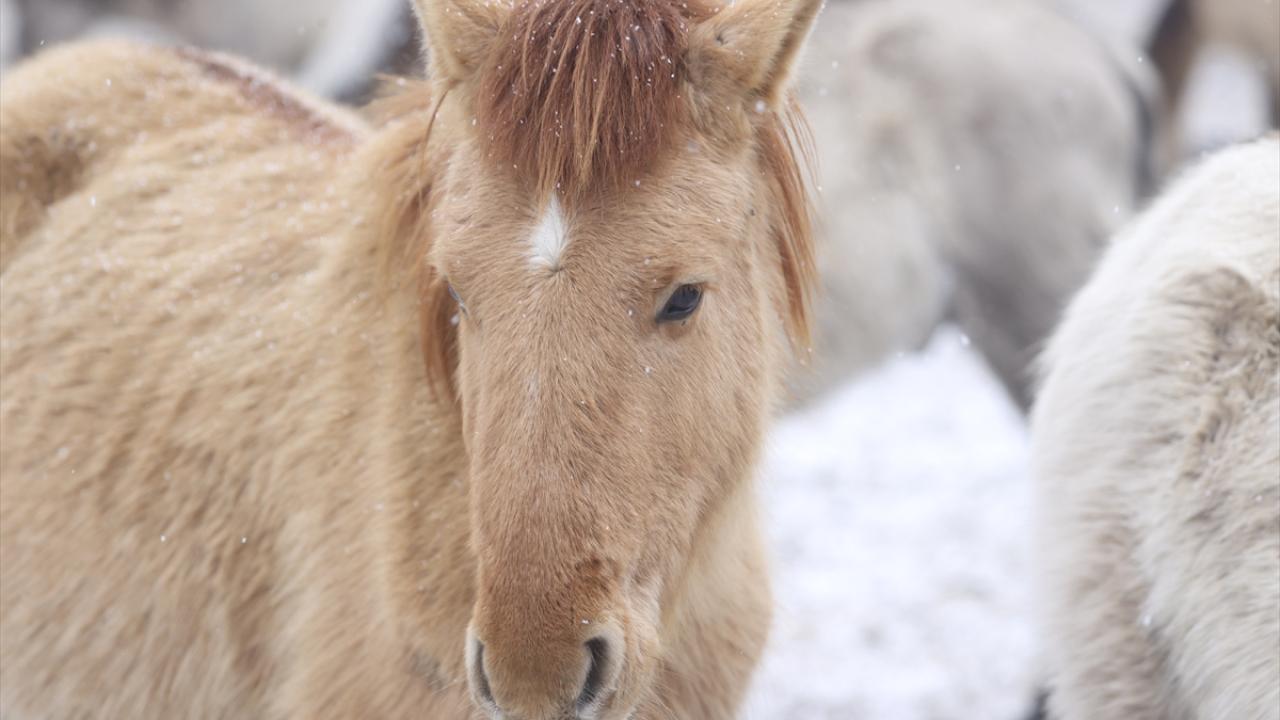 Onlar özgürlüğün simgesi... 7