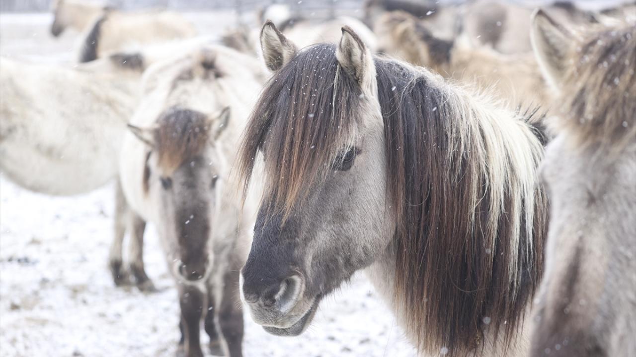 Onlar özgürlüğün simgesi... 3