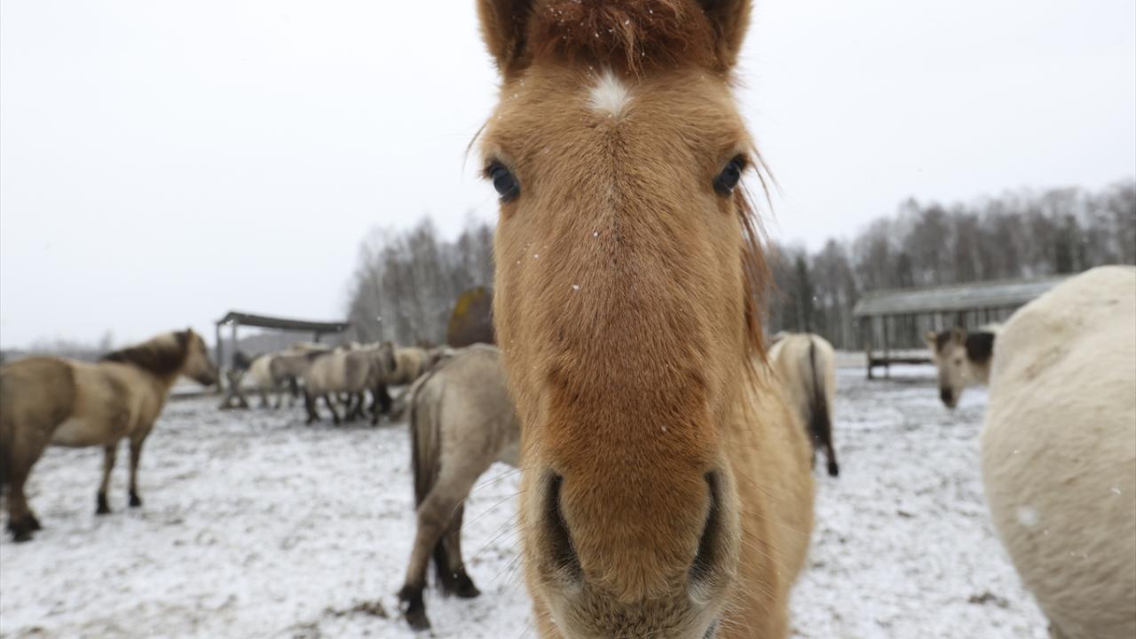 Onlar özgürlüğün simgesi... 13