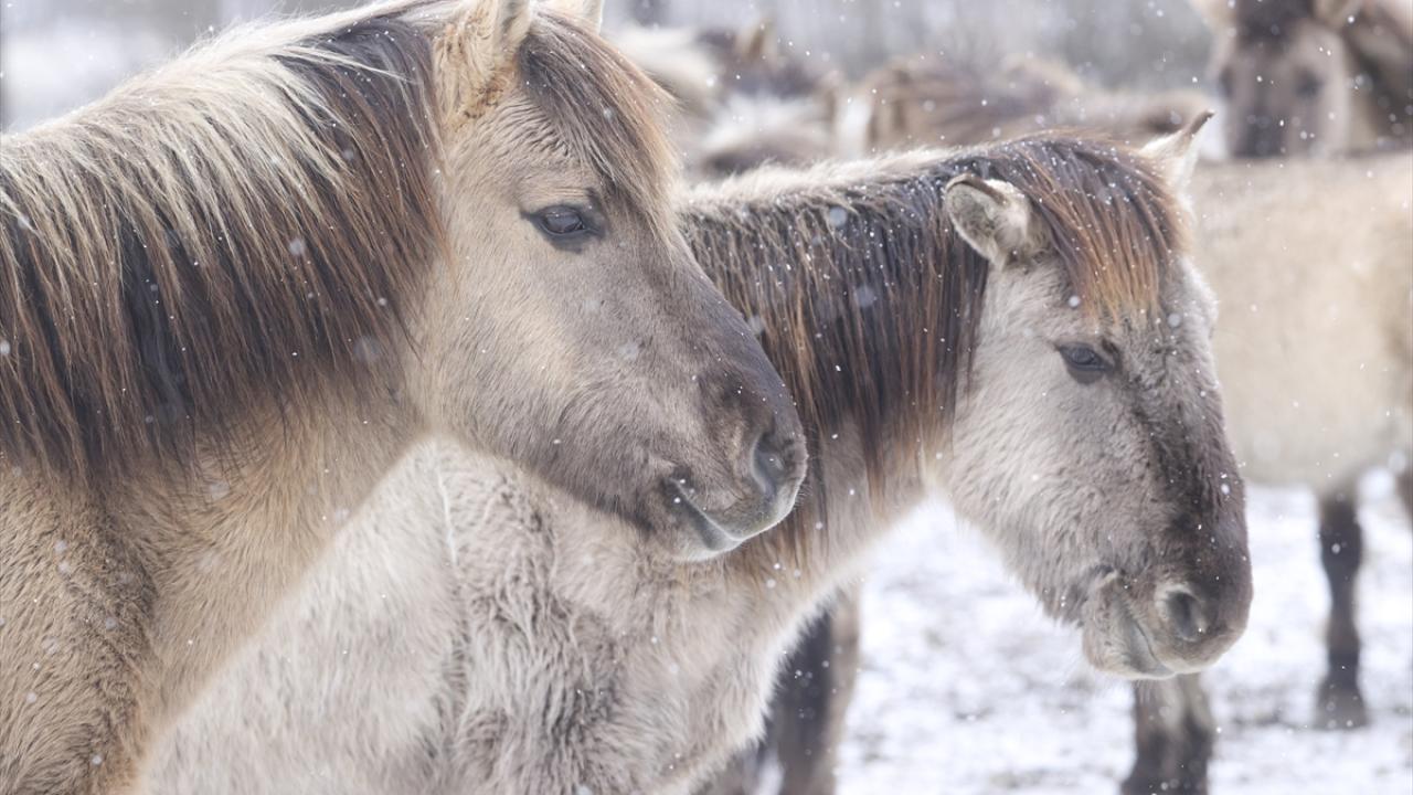 Onlar özgürlüğün simgesi... 5
