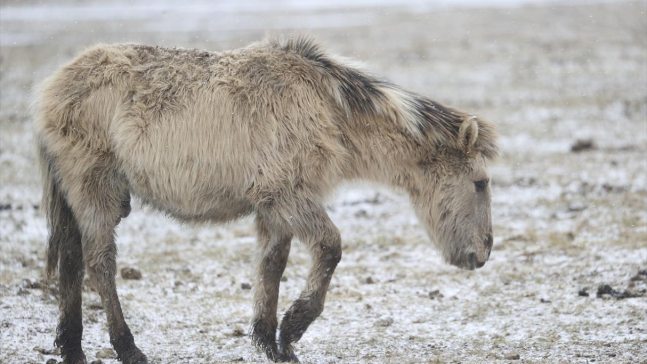 Onlar özgürlüğün simgesi... 11