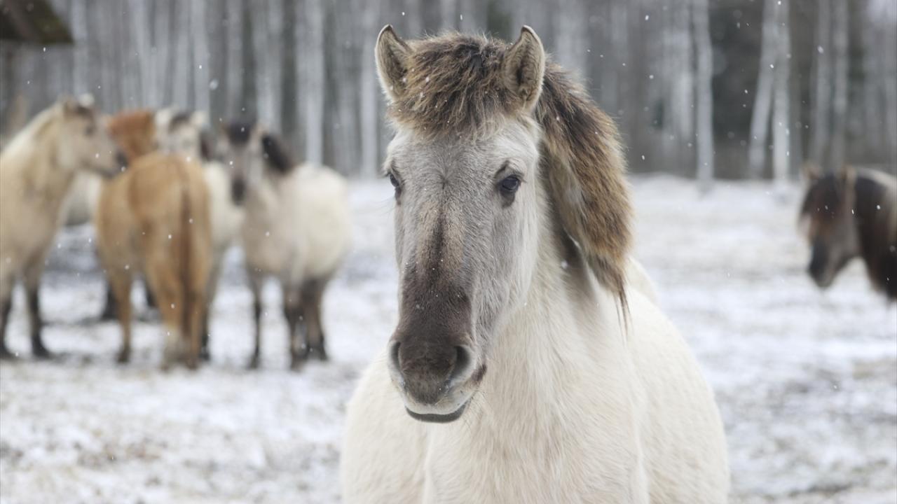 Onlar özgürlüğün simgesi... 12