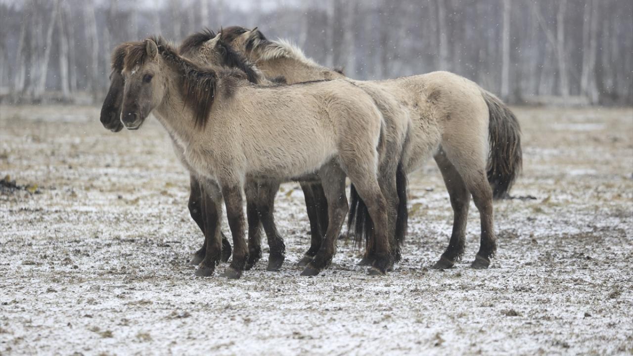 Onlar özgürlüğün simgesi... 10
