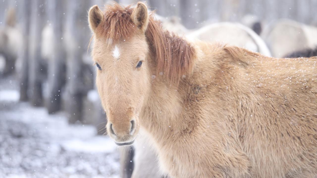 Onlar özgürlüğün simgesi... 2