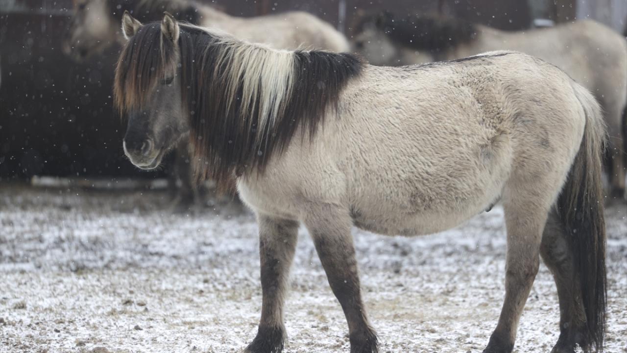 Onlar özgürlüğün simgesi... 8
