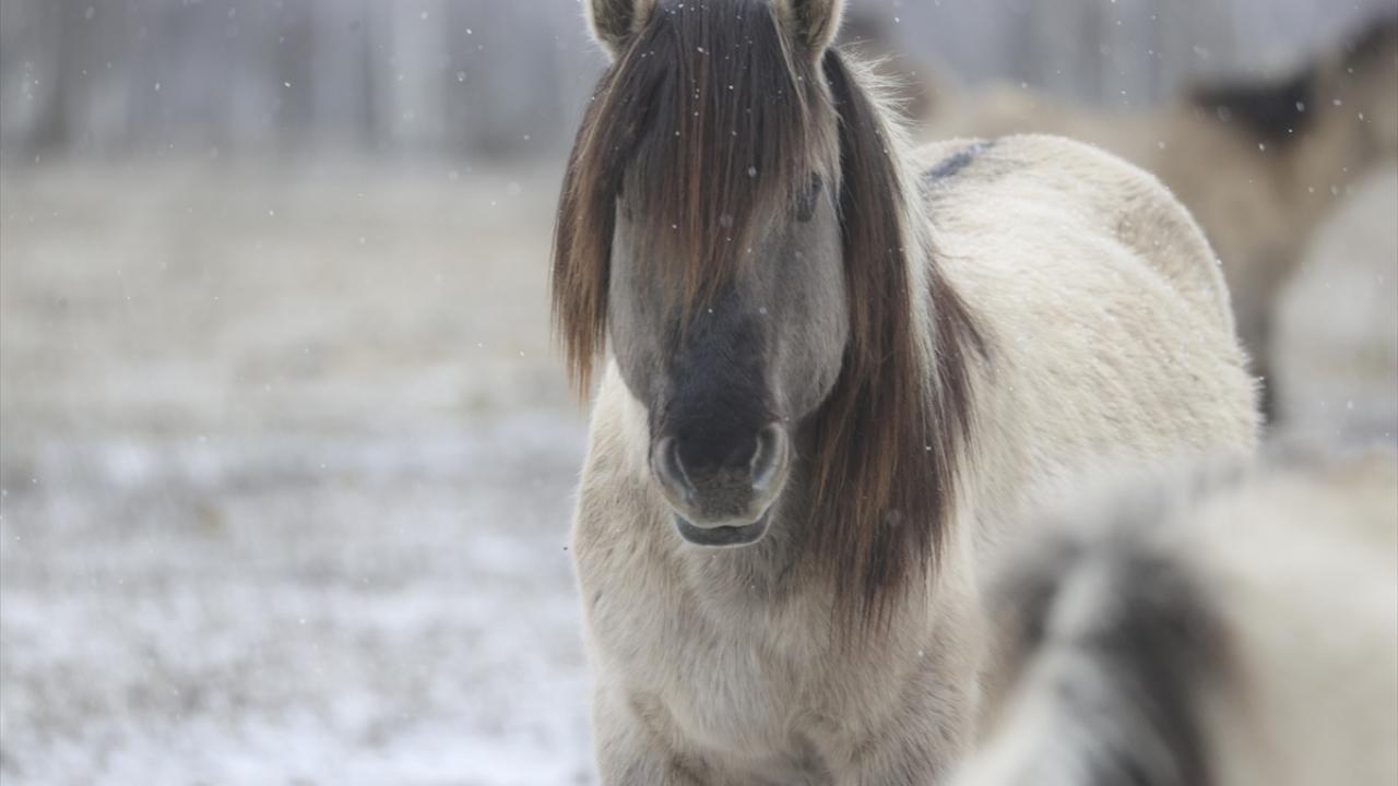 Onlar özgürlüğün simgesi... 9