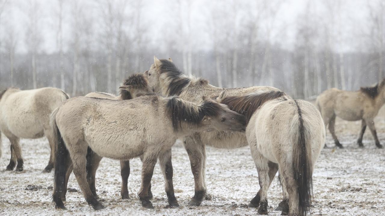 Onlar özgürlüğün simgesi... 4