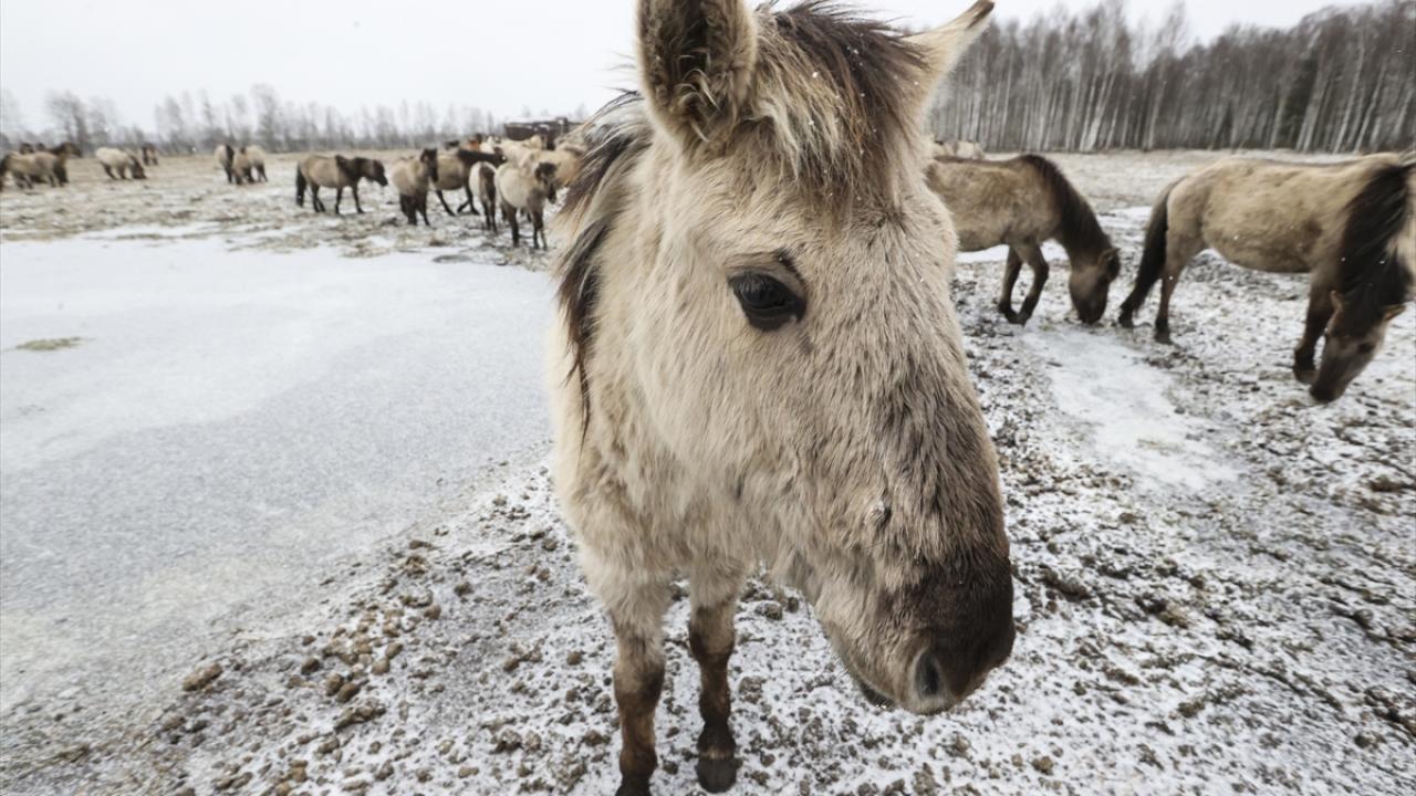 Onlar özgürlüğün simgesi... 15