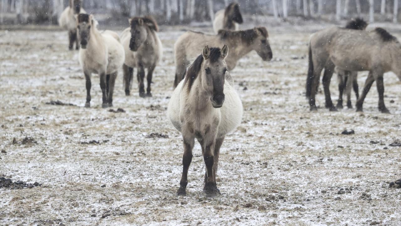 Onlar özgürlüğün simgesi... 6