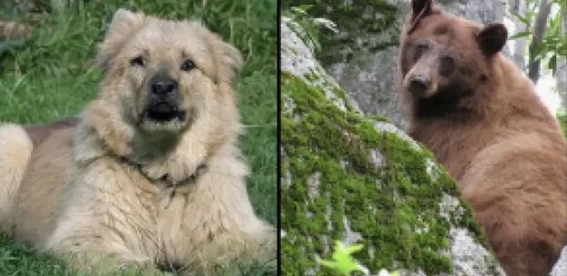 Yapay zeka düşünceleri görsele çevirdi 3