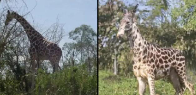 Yapay zeka düşünceleri görsele çevirdi 5