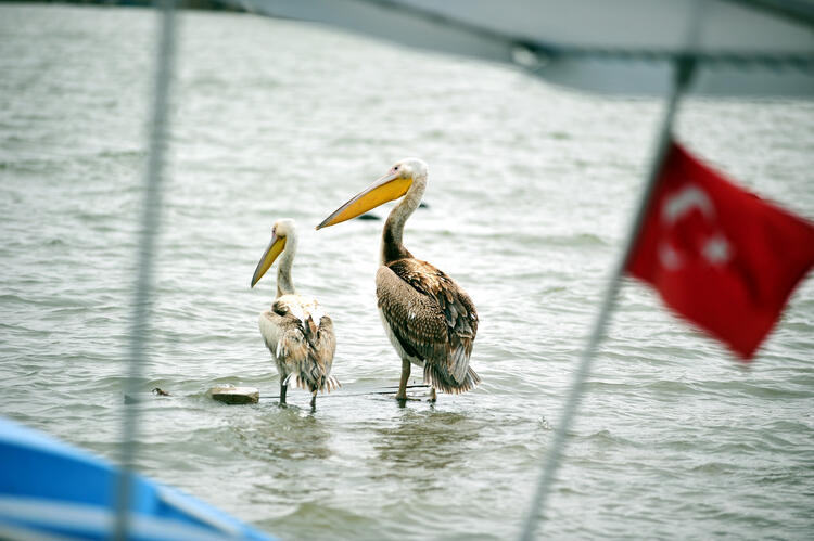 Adım adım geri çekiliyor: Kayıkların geçtiği köprünün altı park alanı oldu 8
