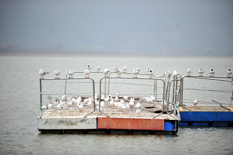 Adım adım geri çekiliyor: Kayıkların geçtiği köprünün altı park alanı oldu 9
