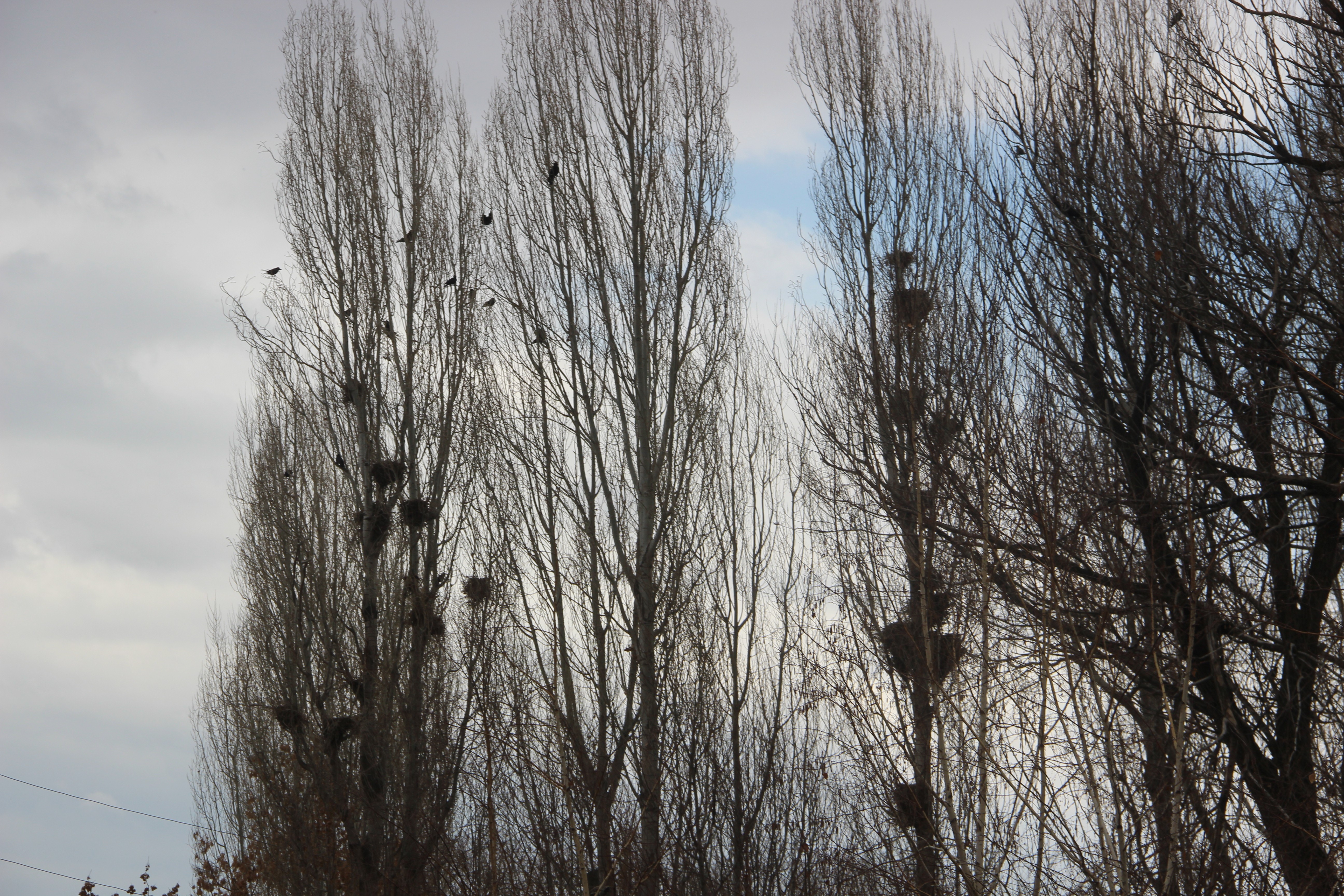 Erzurum'da karga istilası 5
