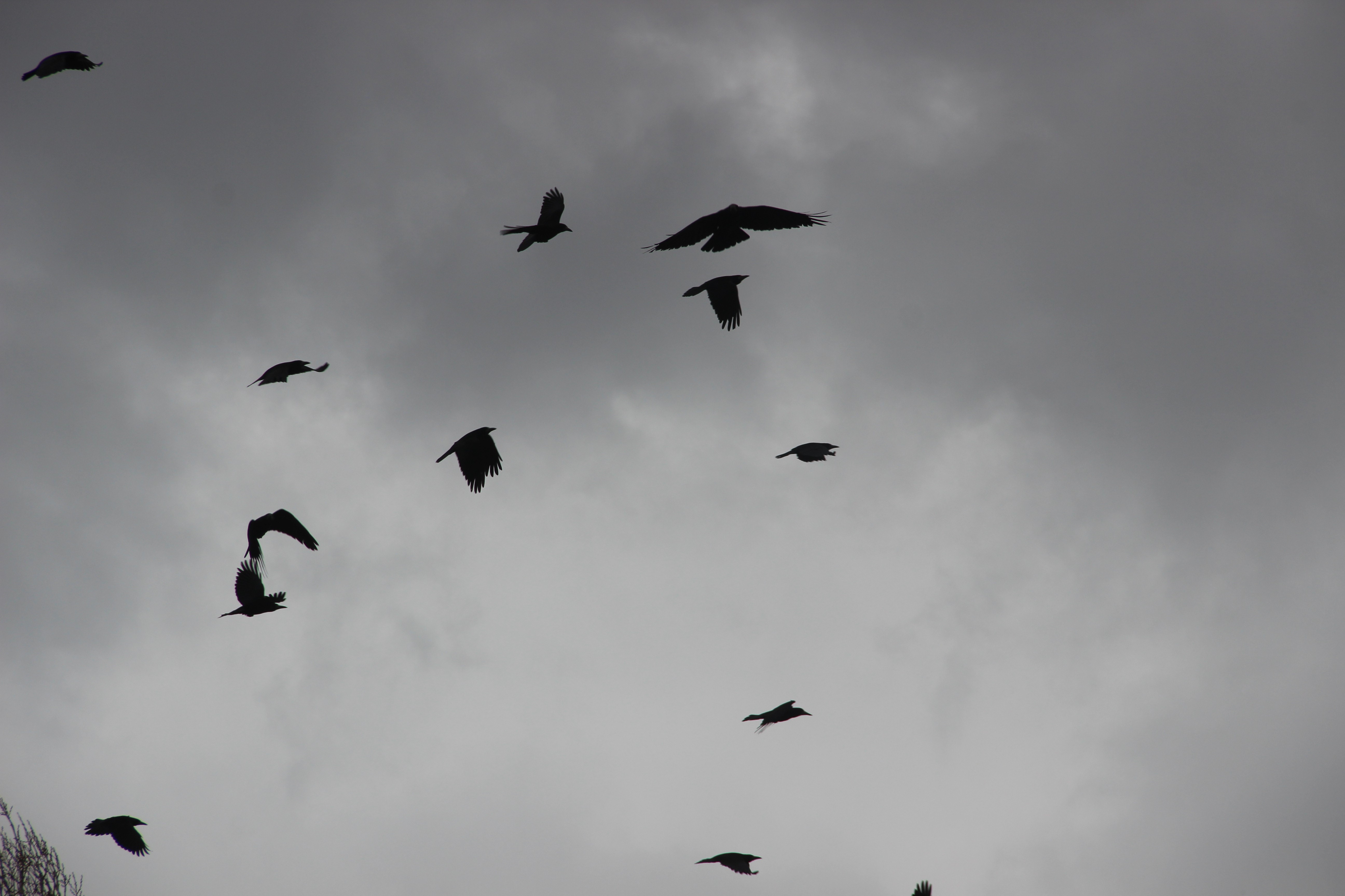 Erzurum'da karga istilası 4