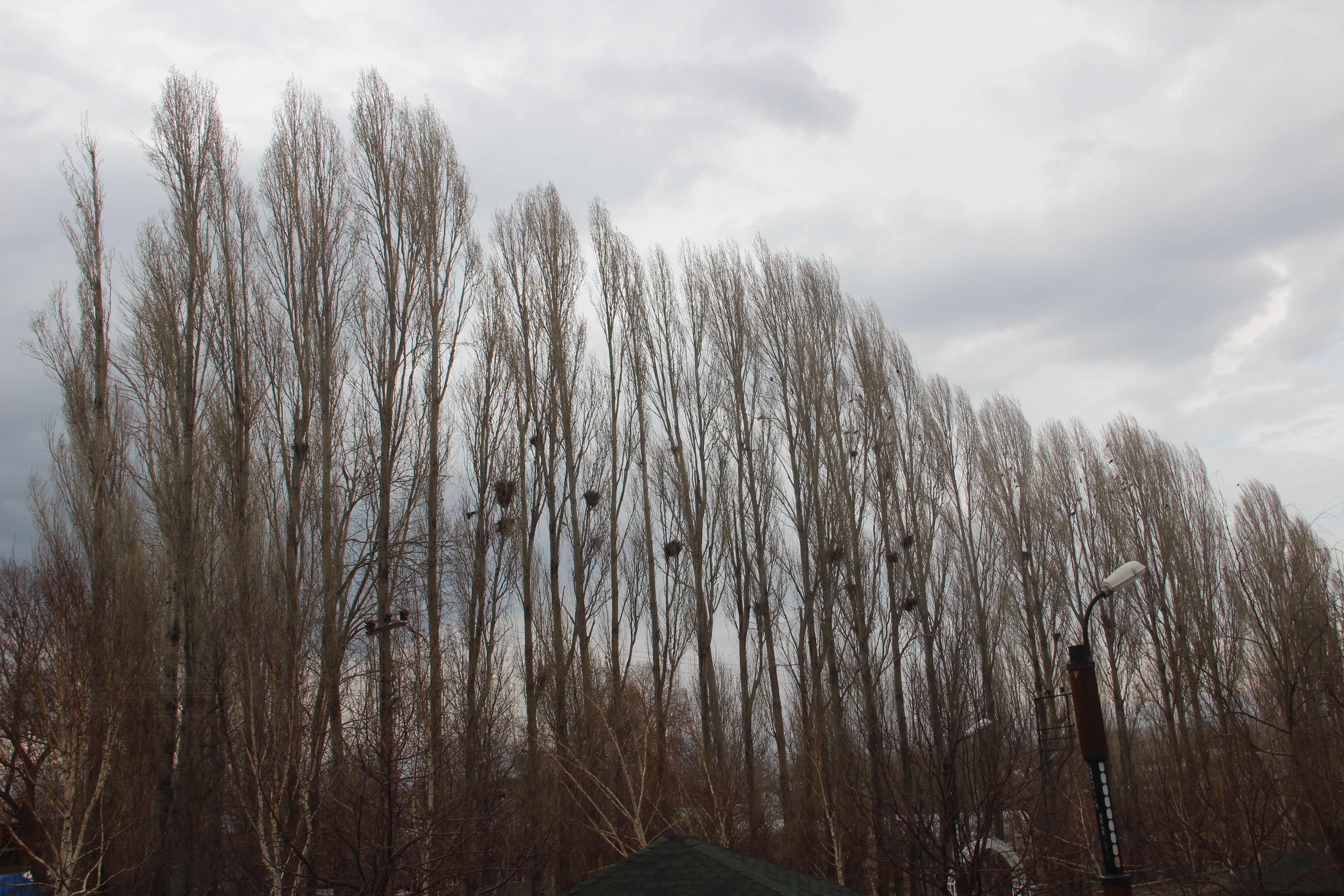 Erzurum'da karga istilası 3