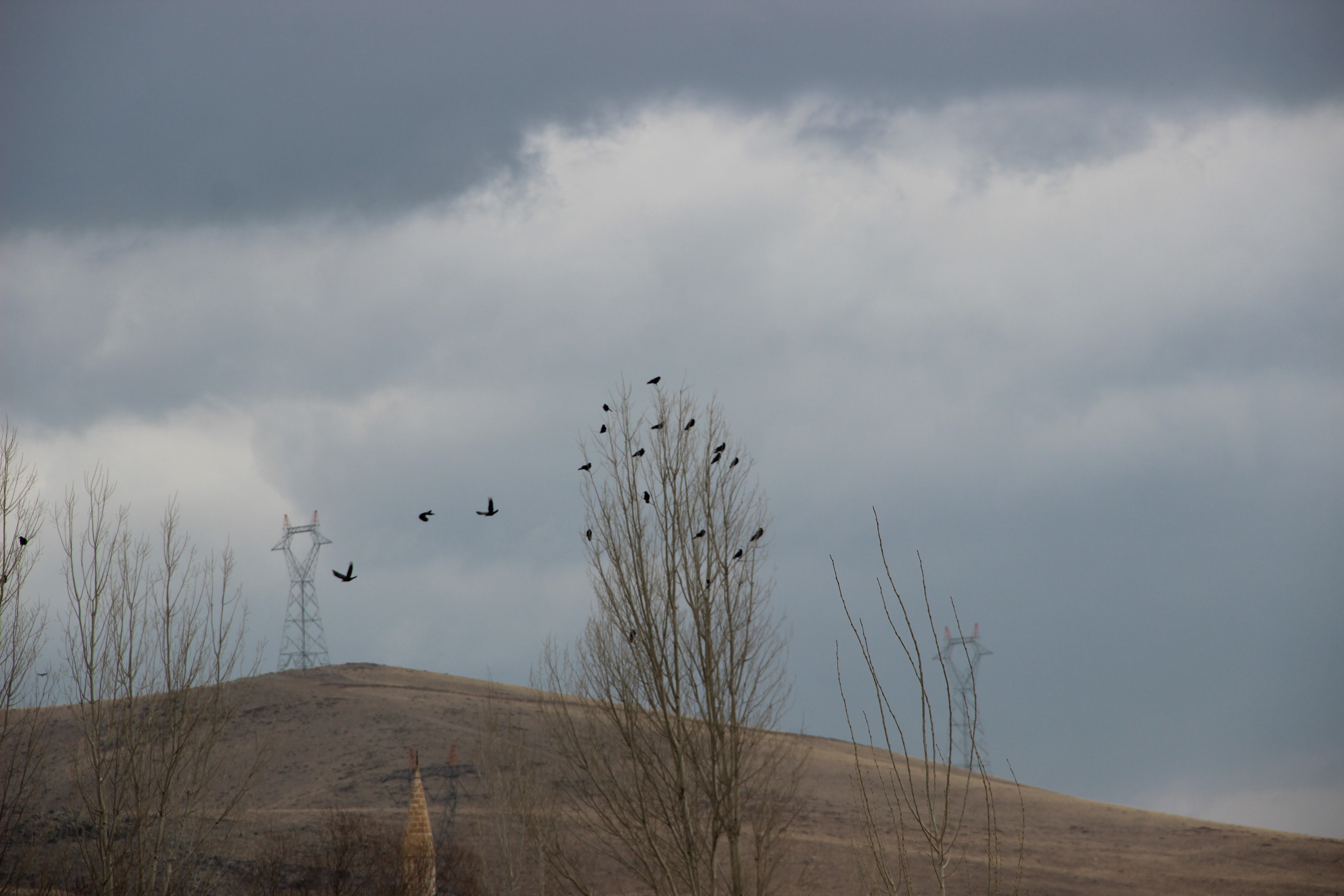 Erzurum'da karga istilası 2