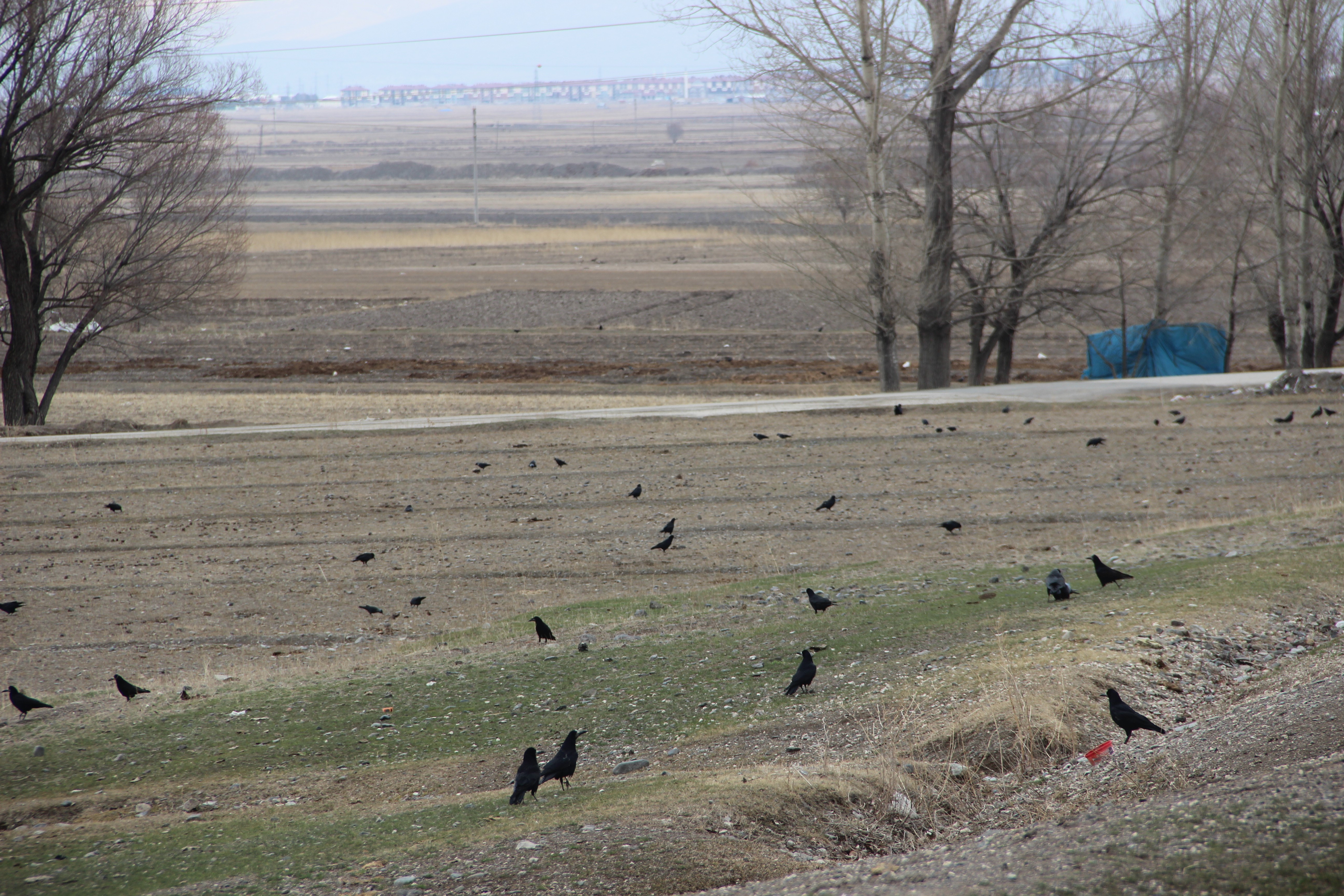 Erzurum'da karga istilası 1