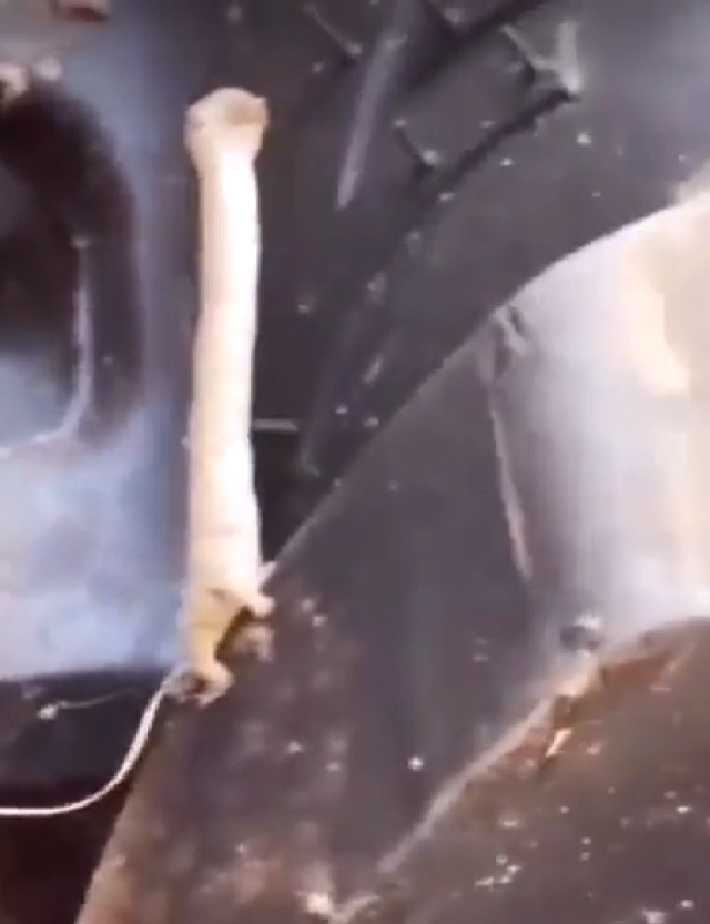 sosyal-medyada-hizla-paylasiliyor-bu-canlinin-ne-15697744_3418_m