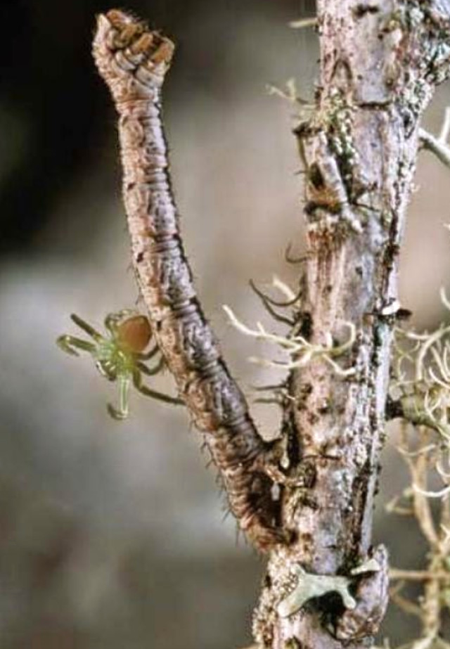 sosyal-medyada-hizla-paylasiliyor-bu-canlinin-ne-15697744_8226_m