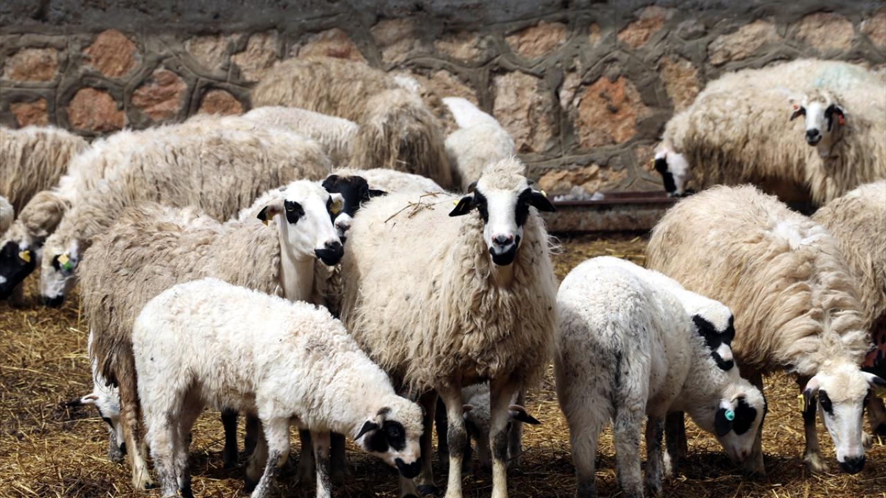 Süt kuzularının anneleriyle buluşma anı görüntülendi 8