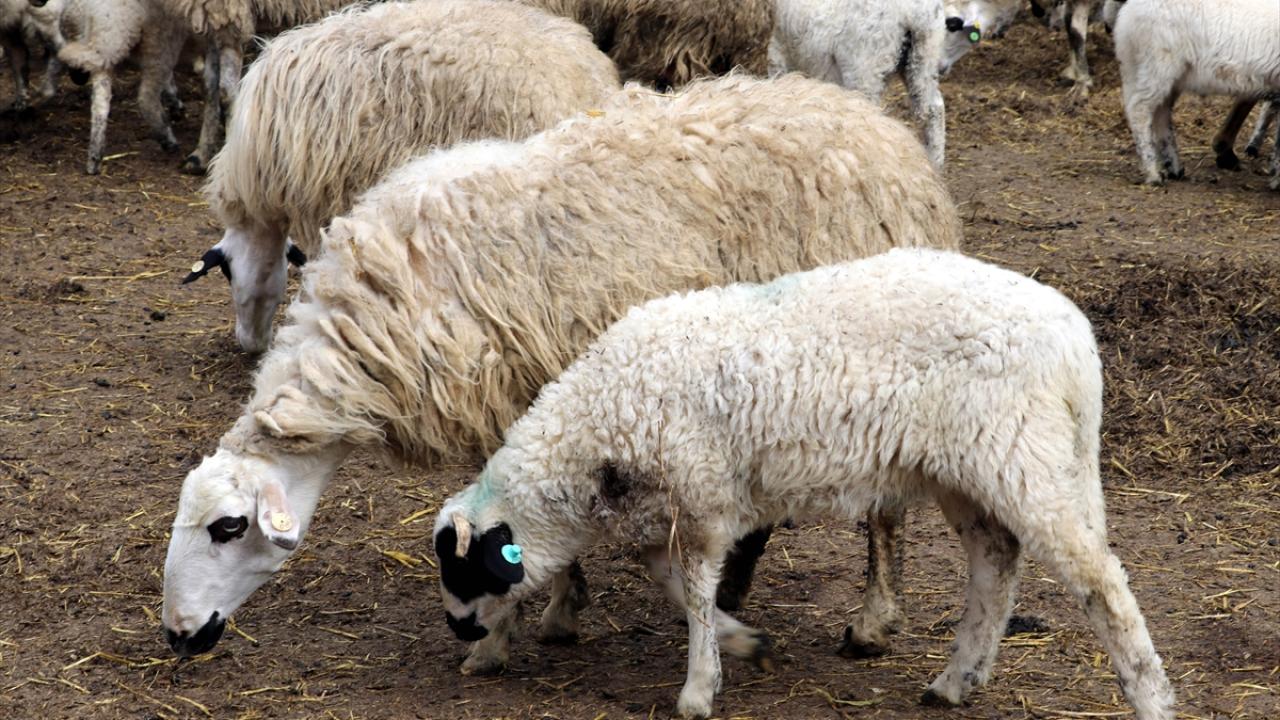 Süt kuzularının anneleriyle buluşma anı görüntülendi 9