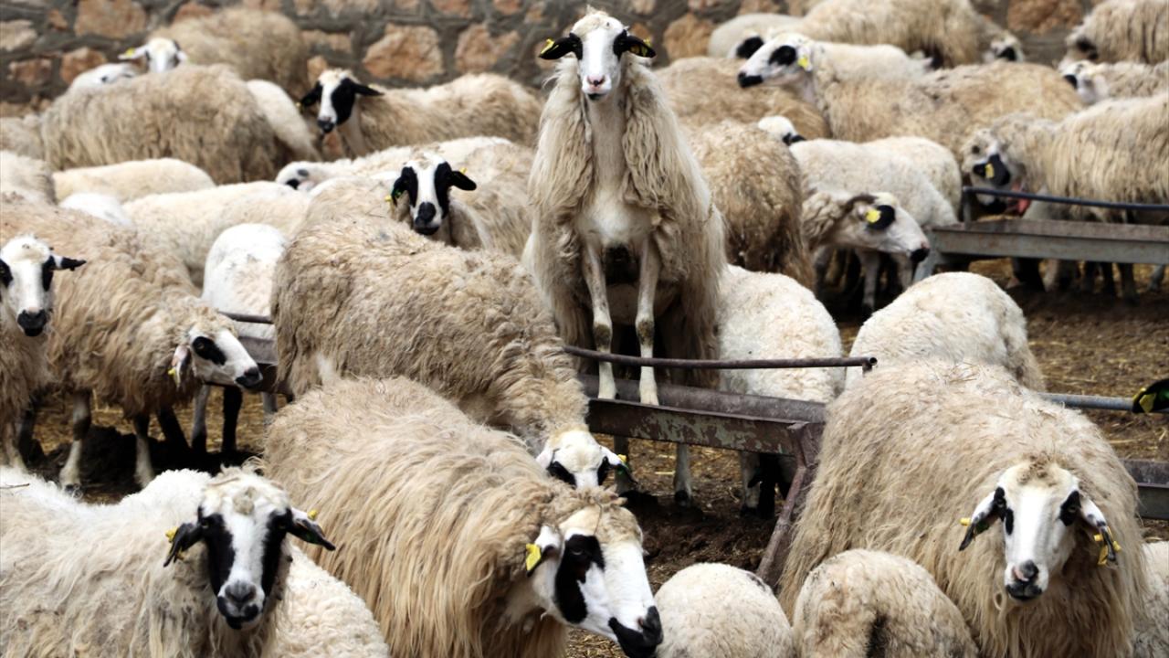 Süt kuzularının anneleriyle buluşma anı görüntülendi 2