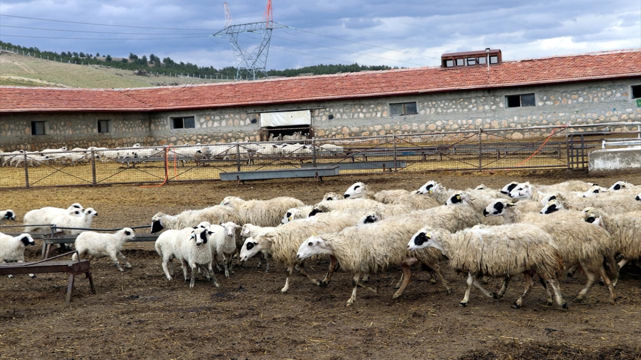 Süt kuzularının anneleriyle buluşma anı görüntülendi 6