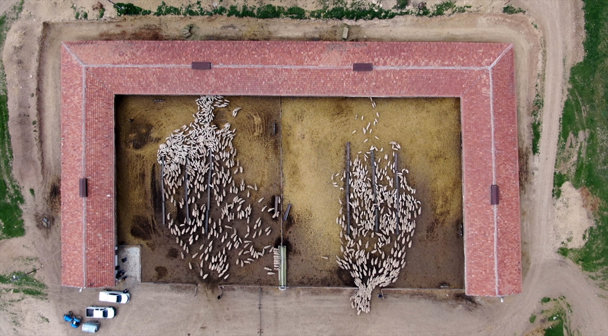 Süt kuzularının anneleriyle buluşma anı görüntülendi 1