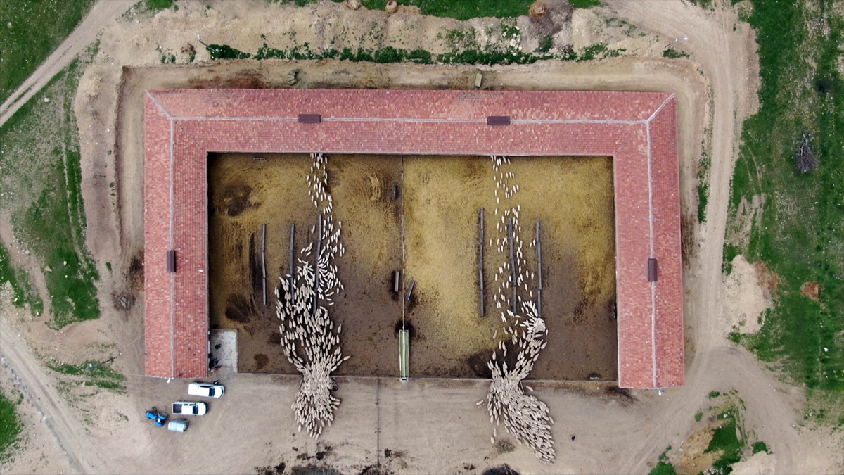 Süt kuzularının anneleriyle buluşma anı görüntülendi 4