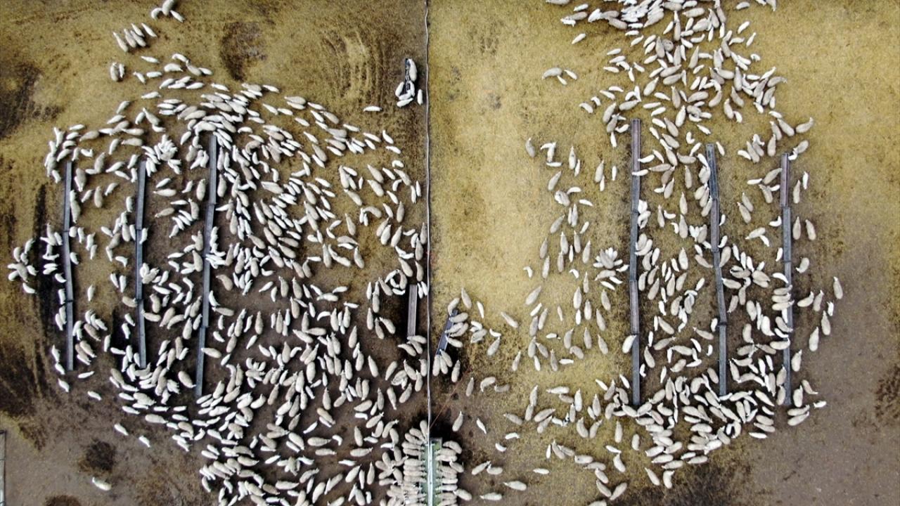 Süt kuzularının anneleriyle buluşma anı görüntülendi 3