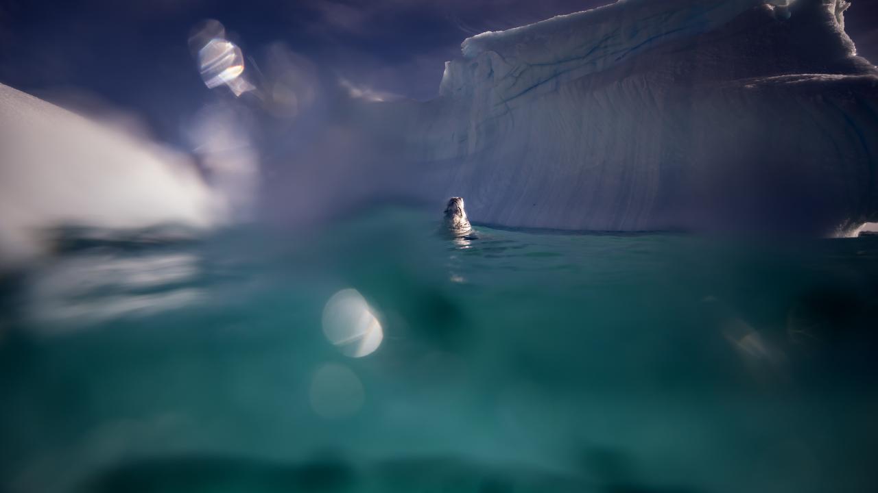 Canlı yaşamının koruyucusu Türk bilim insanları Antarktika'da kirliliğin izini sürüyor 5