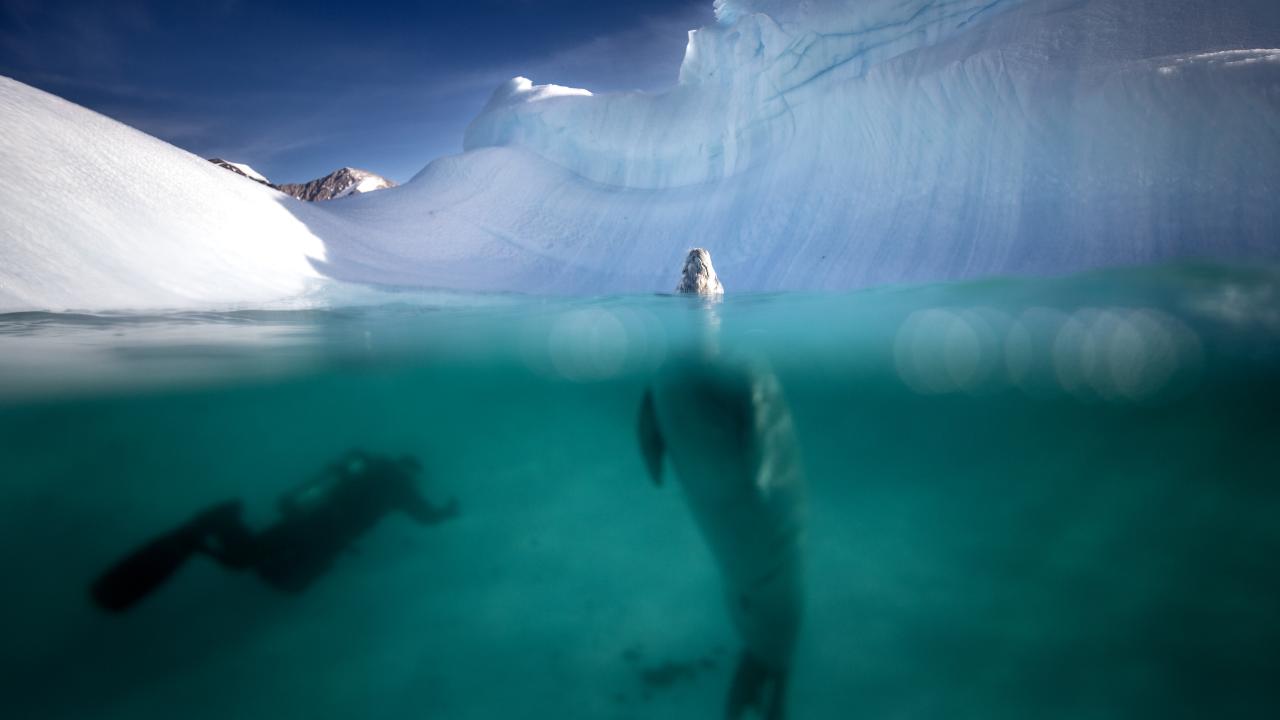 Canlı yaşamının koruyucusu Türk bilim insanları Antarktika'da kirliliğin izini sürüyor 2