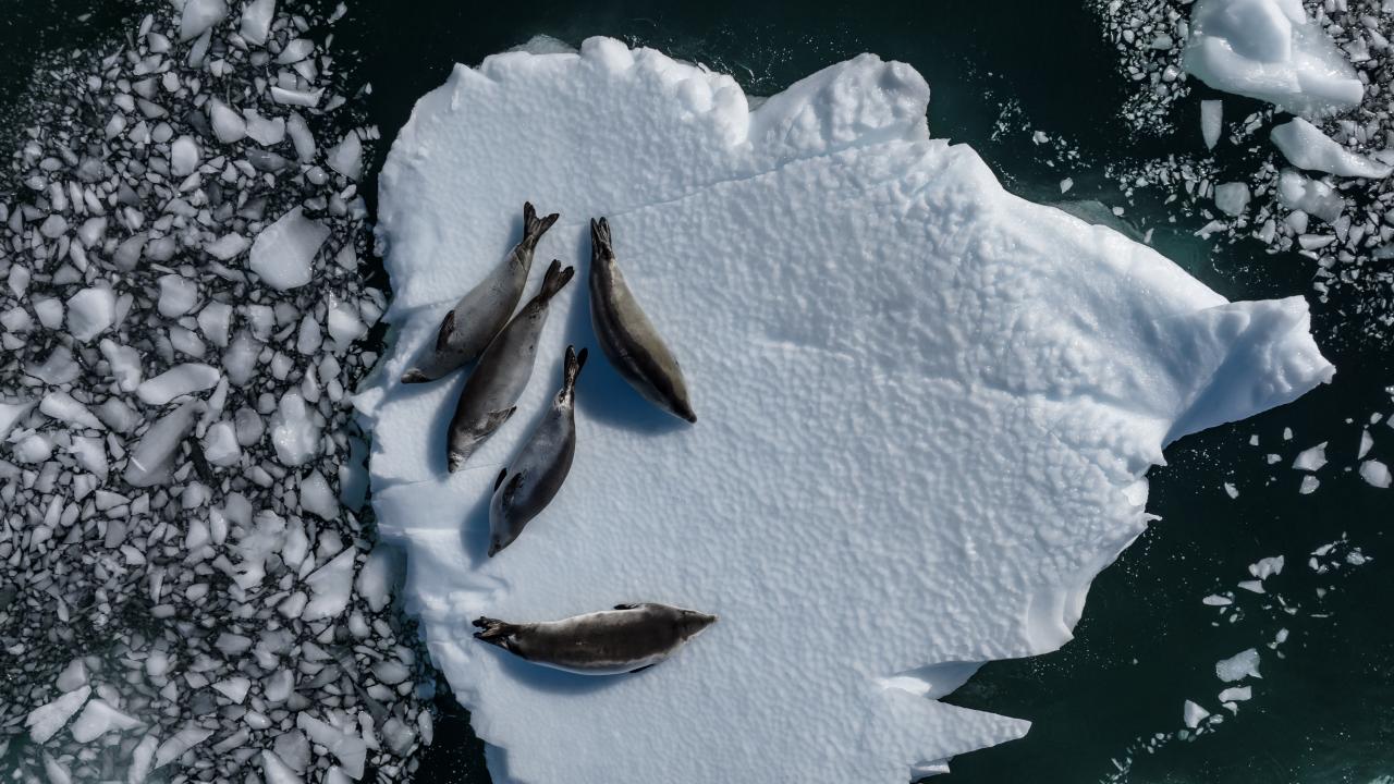 Canlı yaşamının koruyucusu Türk bilim insanları Antarktika'da kirliliğin izini sürüyor 34