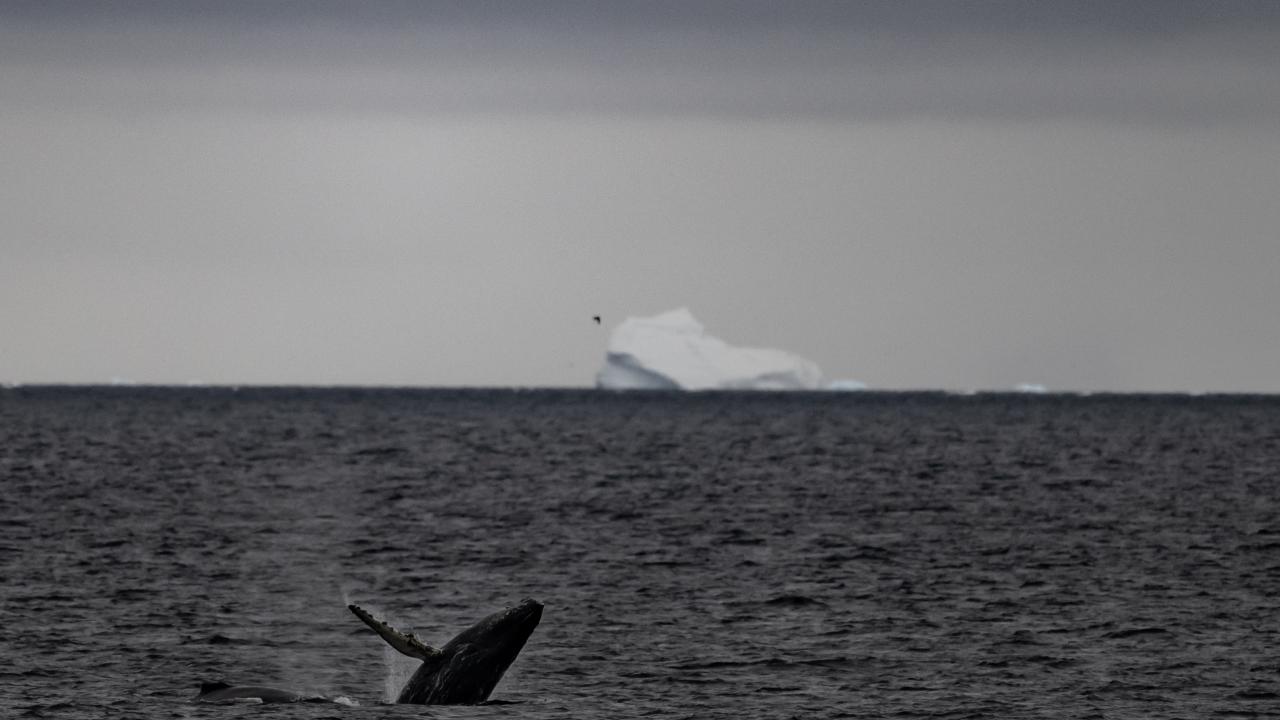 Canlı yaşamının koruyucusu Türk bilim insanları Antarktika'da kirliliğin izini sürüyor 35