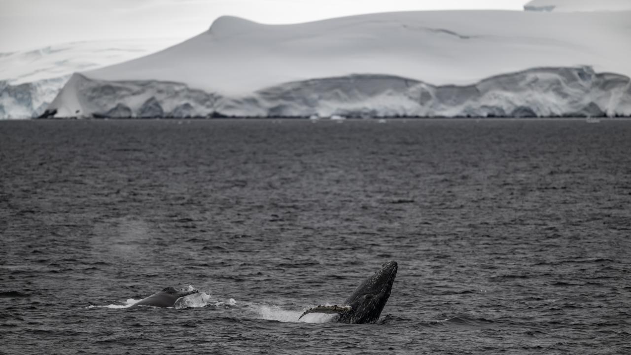 Canlı yaşamının koruyucusu Türk bilim insanları Antarktika'da kirliliğin izini sürüyor 33