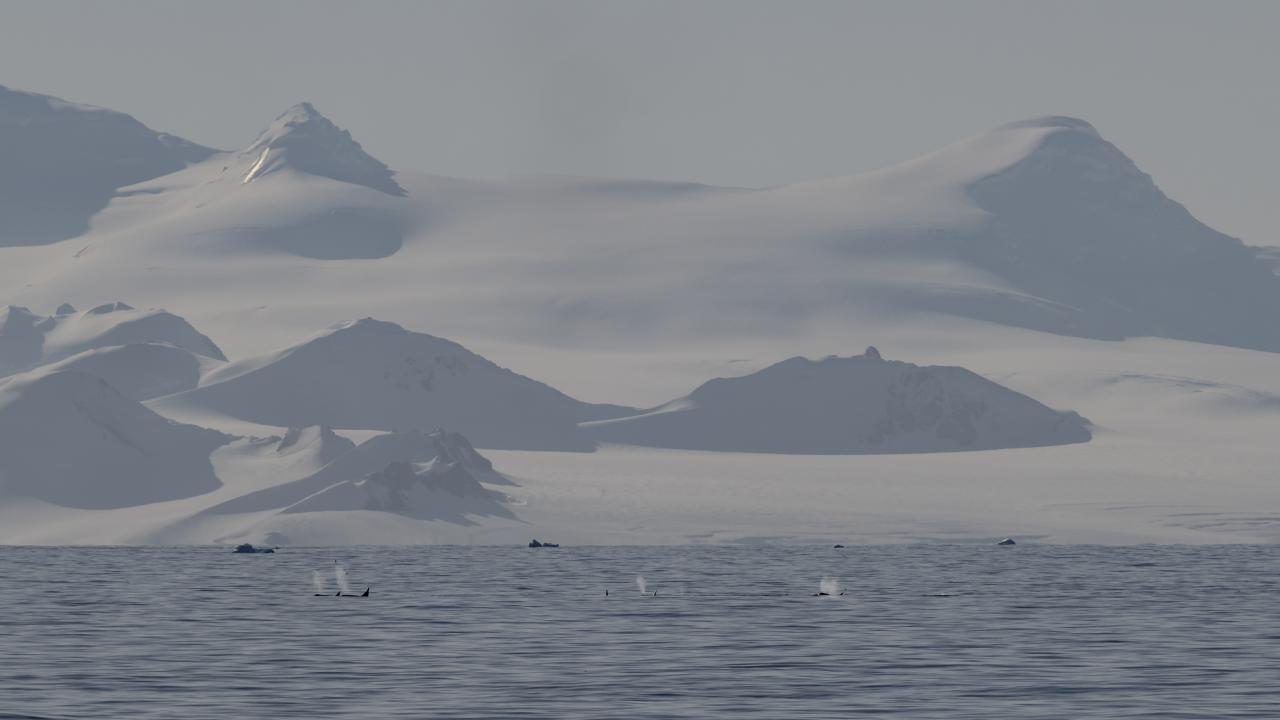 Canlı yaşamının koruyucusu Türk bilim insanları Antarktika'da kirliliğin izini sürüyor 31