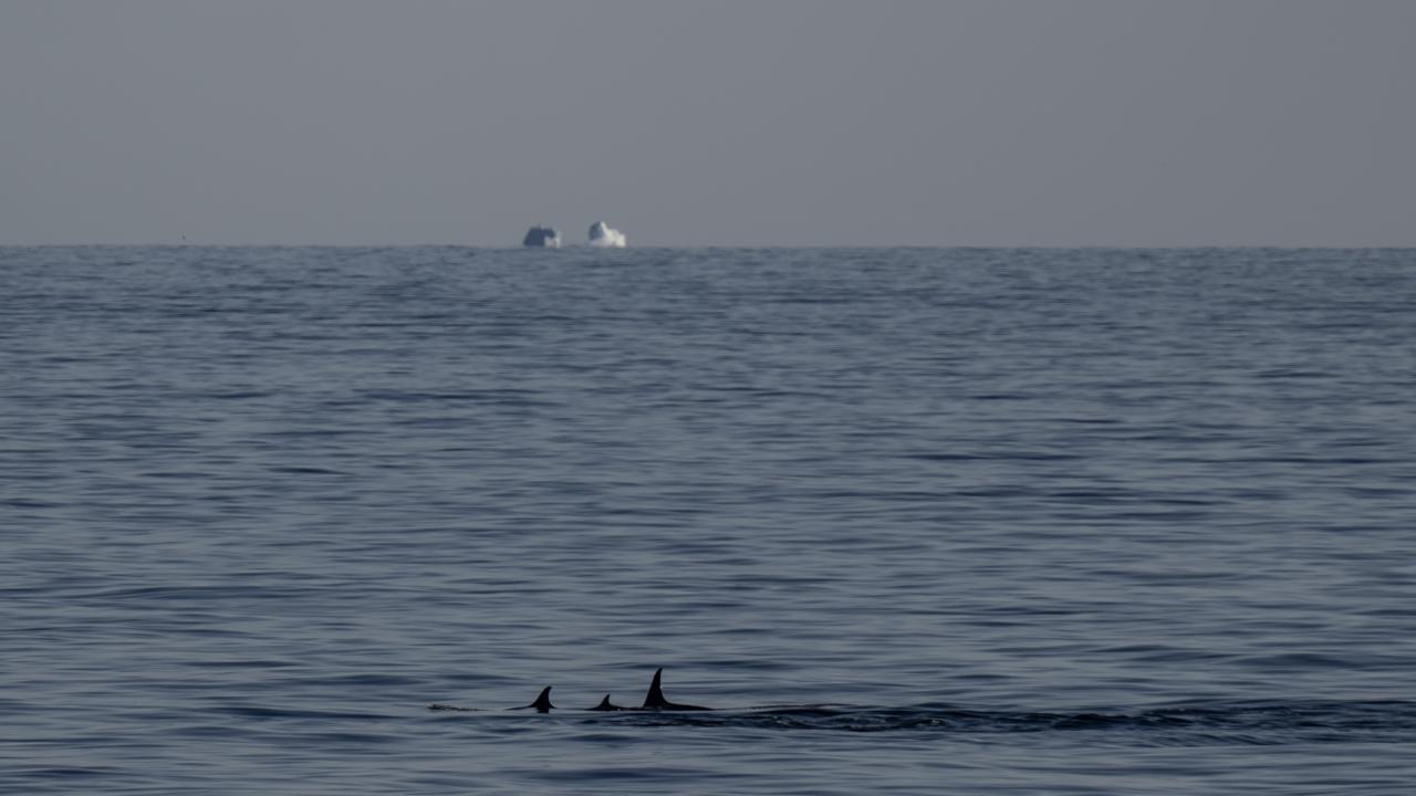Canlı yaşamının koruyucusu Türk bilim insanları Antarktika'da kirliliğin izini sürüyor 26