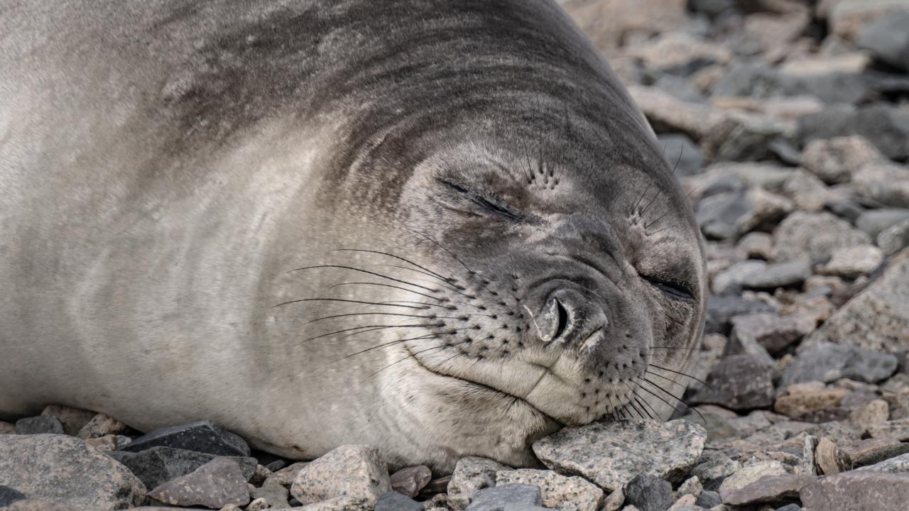 Canlı yaşamının koruyucusu Türk bilim insanları Antarktika'da kirliliğin izini sürüyor 23