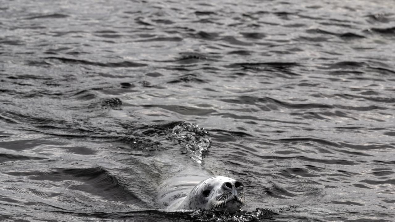 Canlı yaşamının koruyucusu Türk bilim insanları Antarktika'da kirliliğin izini sürüyor 22