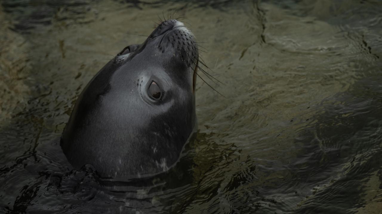 Canlı yaşamının koruyucusu Türk bilim insanları Antarktika'da kirliliğin izini sürüyor 18