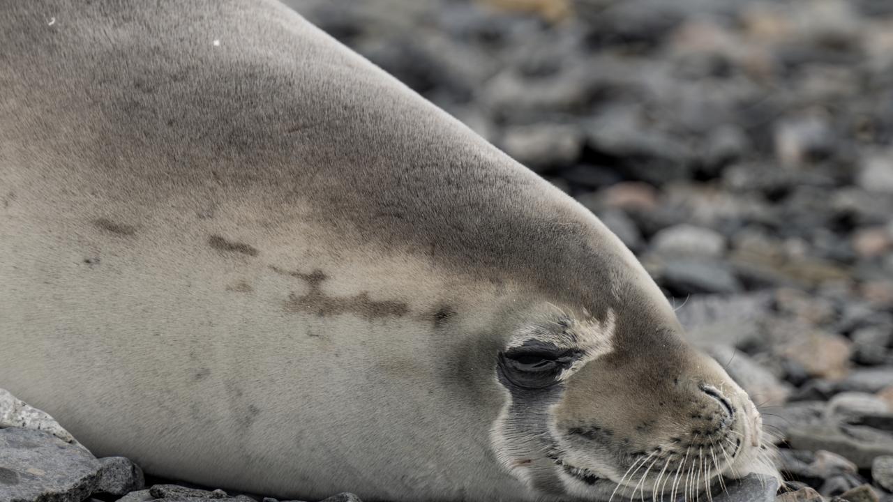Canlı yaşamının koruyucusu Türk bilim insanları Antarktika'da kirliliğin izini sürüyor 19