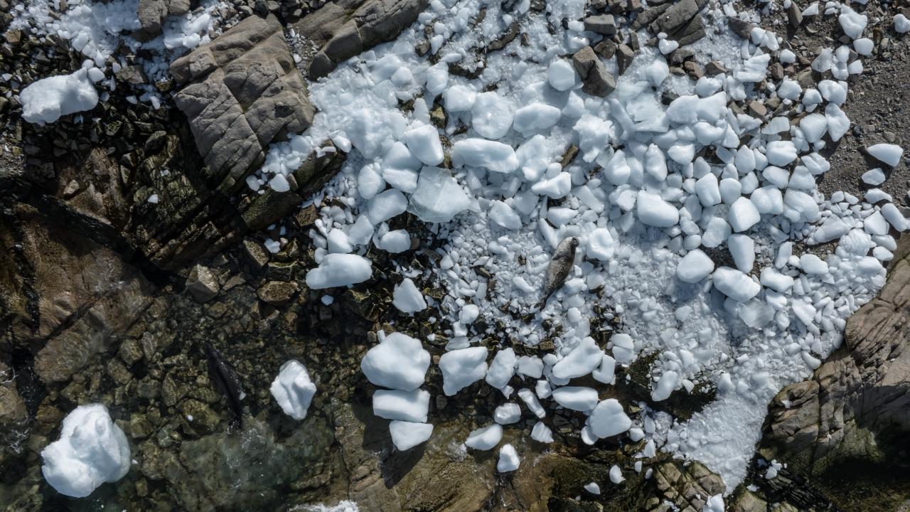 Canlı yaşamının koruyucusu Türk bilim insanları Antarktika'da kirliliğin izini sürüyor 15